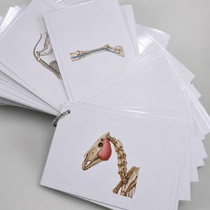 Puede incluir: Un conjunto de tarjetas blancas unidas por una anilla metálica, cada una con ilustraciones anatómicas detalladas de esqueletos y musculatura animal. Las tarjetas muestran diversas estructuras óseas, incluyendo un cráneo de caballo.