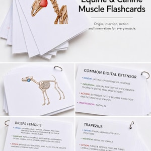 May include: A set of laminated, ring-bound Equine & Canine Muscle Flashcards featuring anatomical illustrations of horse and dog skeletons with highlighted muscles. Each card details the origin, insertion, action, and innervation for specific muscles, including the common digital extensor, biceps femoris, and trapezius.