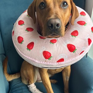Pode incluir: Um cão castanho de tamanho médio usa uma coleira de recuperação inflável cor-de-rosa claro com um padrão repetitivo de morangos vermelhos com folhas verdes. O cão também usa uma meia cor-de-rosa claro na pata dianteira esquerda.