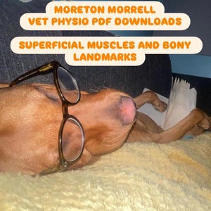 Pode incluir: Um cão castanho com óculos de armação escura deitado com um livro aberto. O texto diz: MORETON MORRELL VET PHYSIO PDF DOWNLOADS SUPERFICIAL MUSCLES AND BONY LANDMARKS. O cão tem um nariz cor-de-rosa e repousa sobre uma superfície amarela.