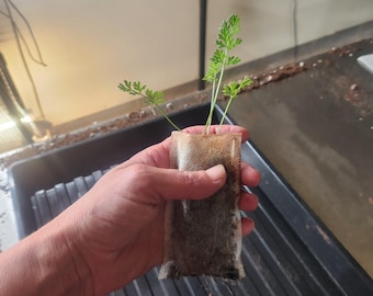 Piantina di Dara Ammi in sacchetto biodegradabile