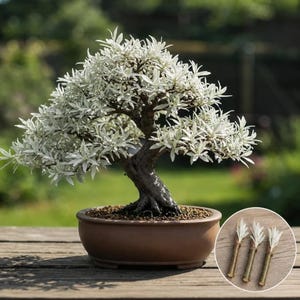 Bonsai de Salgueiro Branco Anão, Planta Viva de Crescimento Rápido, Árvore para Interior e Exterior