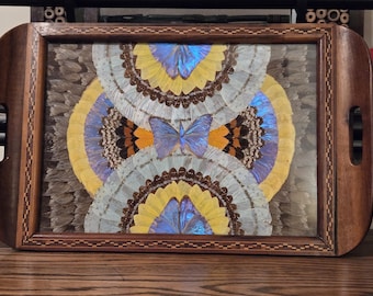 1940s Brazilian Butterfly Tray Real Blue Morpho Wings Inlaid Marquetry Wood Casa Crocodilo Santos Art Deco