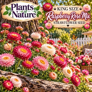 May include: A packet of Raspberry Rose Mix strawflower seeds featuring a wooden sign graphic with the text Plants of Nature and King Size Raspberry Rose Mix Strawflower Seed. The image shows a garden with pink and white strawflowers.