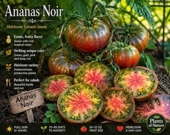 Ananas Noir, Tomato Seeds - 10 seeds