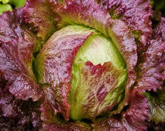 Graines de laitue iceberg rouge (biologiques) 120 graines