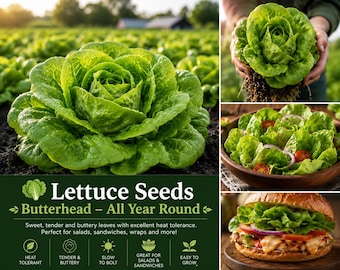 Lettuce Seeds - Butterhead - All Year Round - 10 seeds