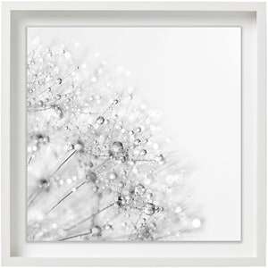 Dandelion Champagne Seed Head, Water Droplets, Closeup, Monochrome, Square, Hi-Res Jpeg Photographic File INSTANT DOWNLOAD Printable at Home
