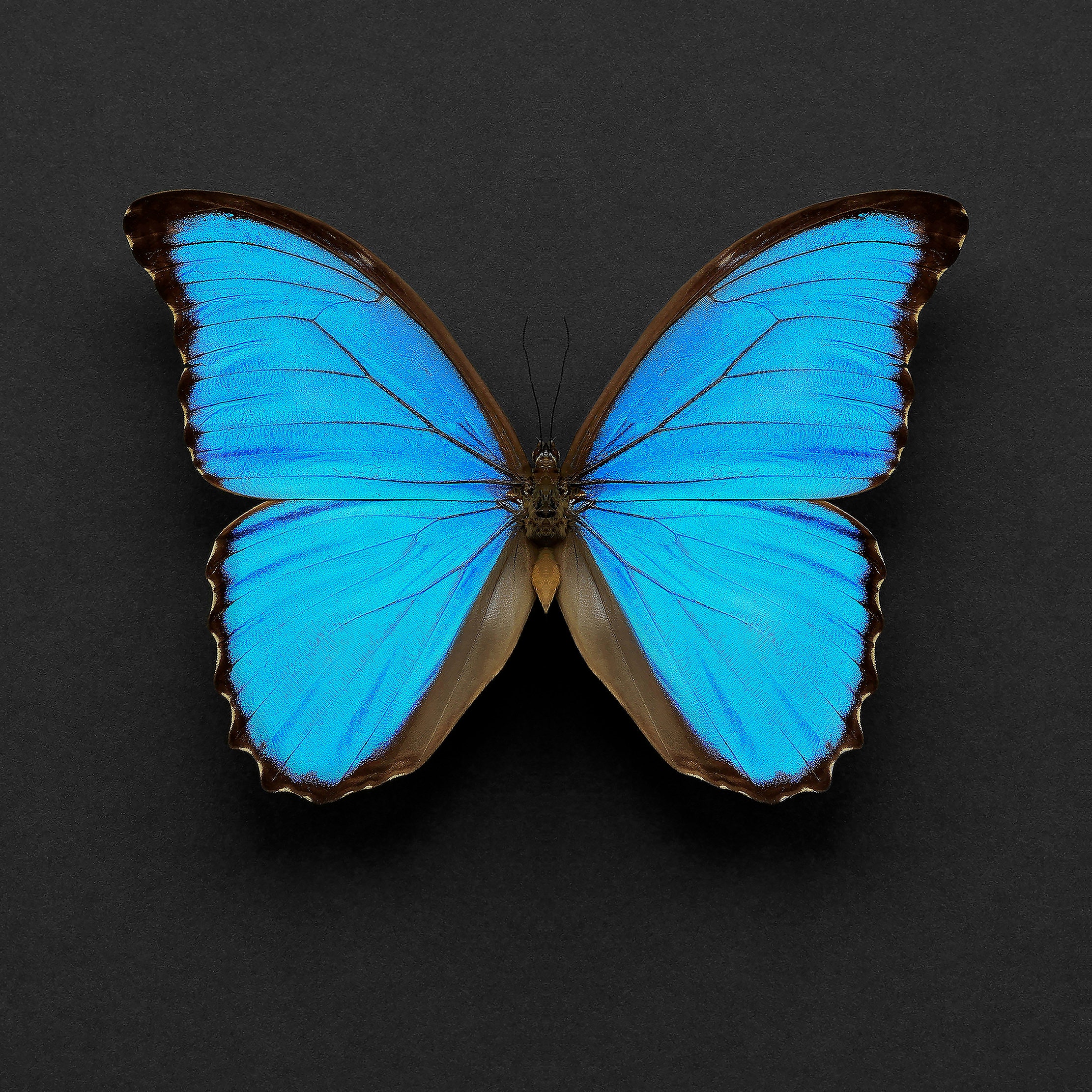 Blue Morpho Butterfly on Square Black/grey Background INSTANT DOWNLOAD ...