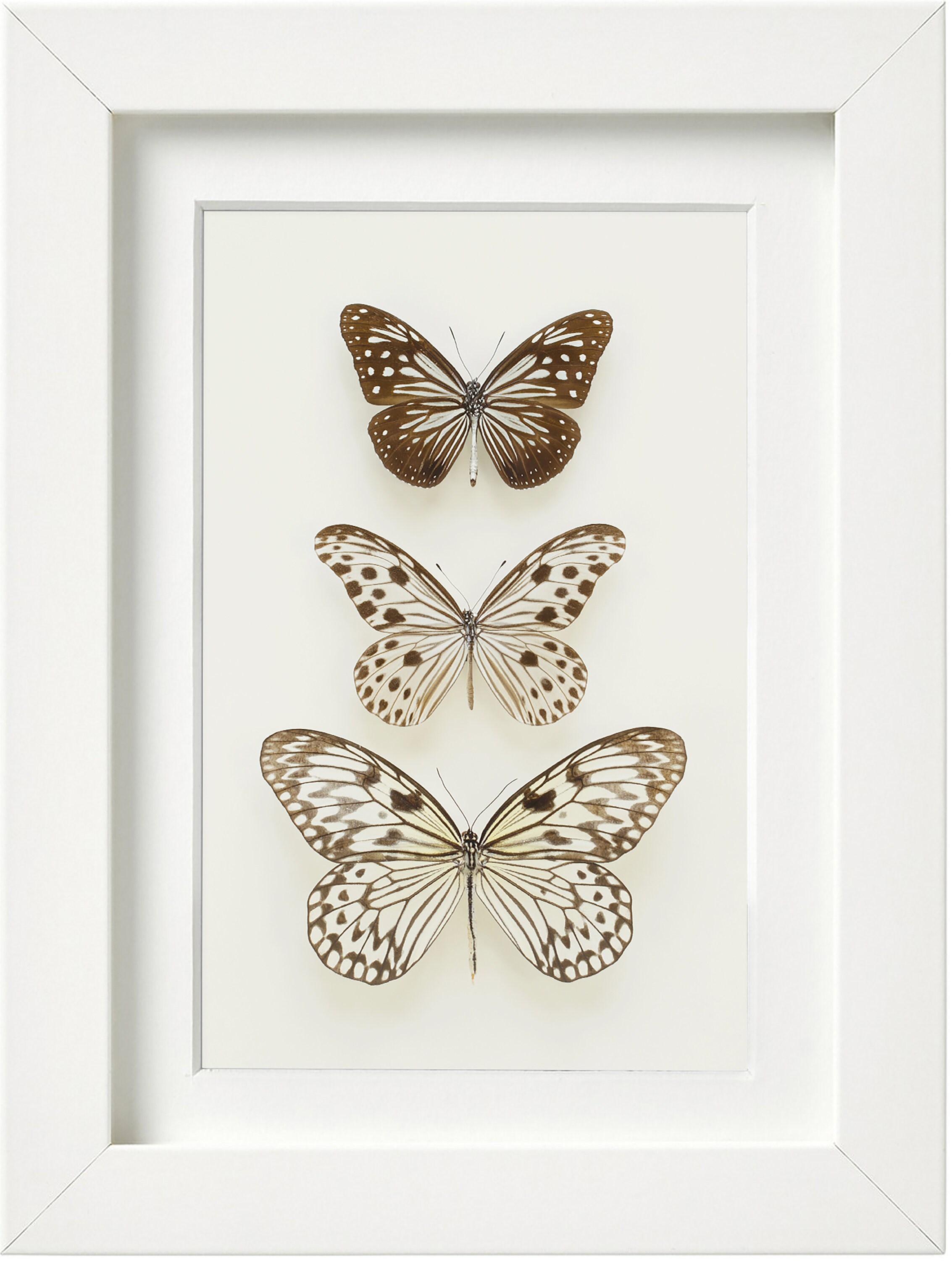 Three Butterflies Nude INSTANT DOWNLOAD Etsy UK