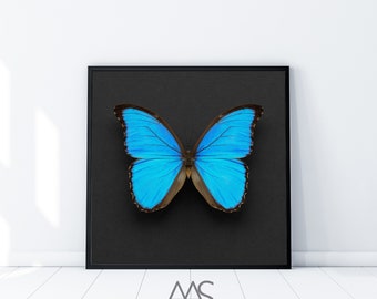 Blue Morpho Butterfly on Square Black/Grey Background INSTANT DOWNLOAD