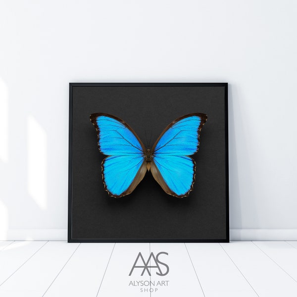 Blue Morpho Butterfly on Square Black/Grey Background INSTANT DOWNLOAD