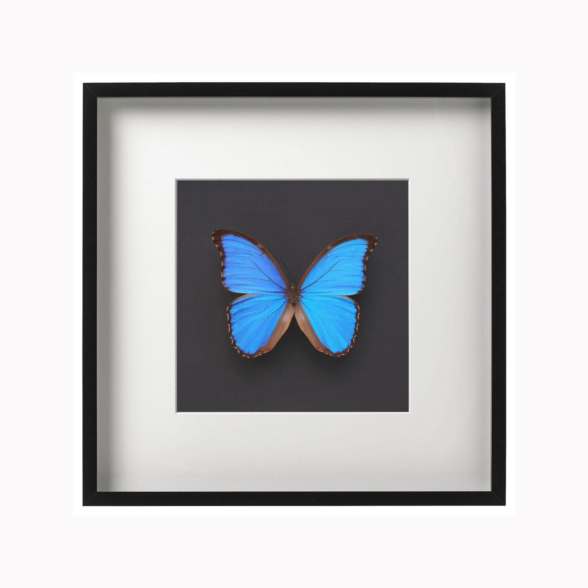 Blue Morpho Butterfly on Square Black/grey Background INSTANT - Etsy UK