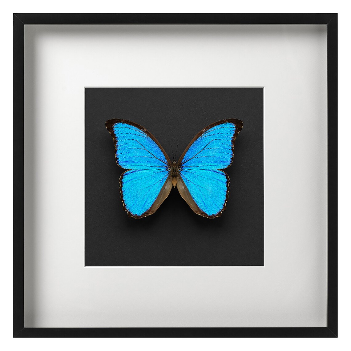 Blue Morpho Butterfly on Square Black/grey Background INSTANT DOWNLOAD ...