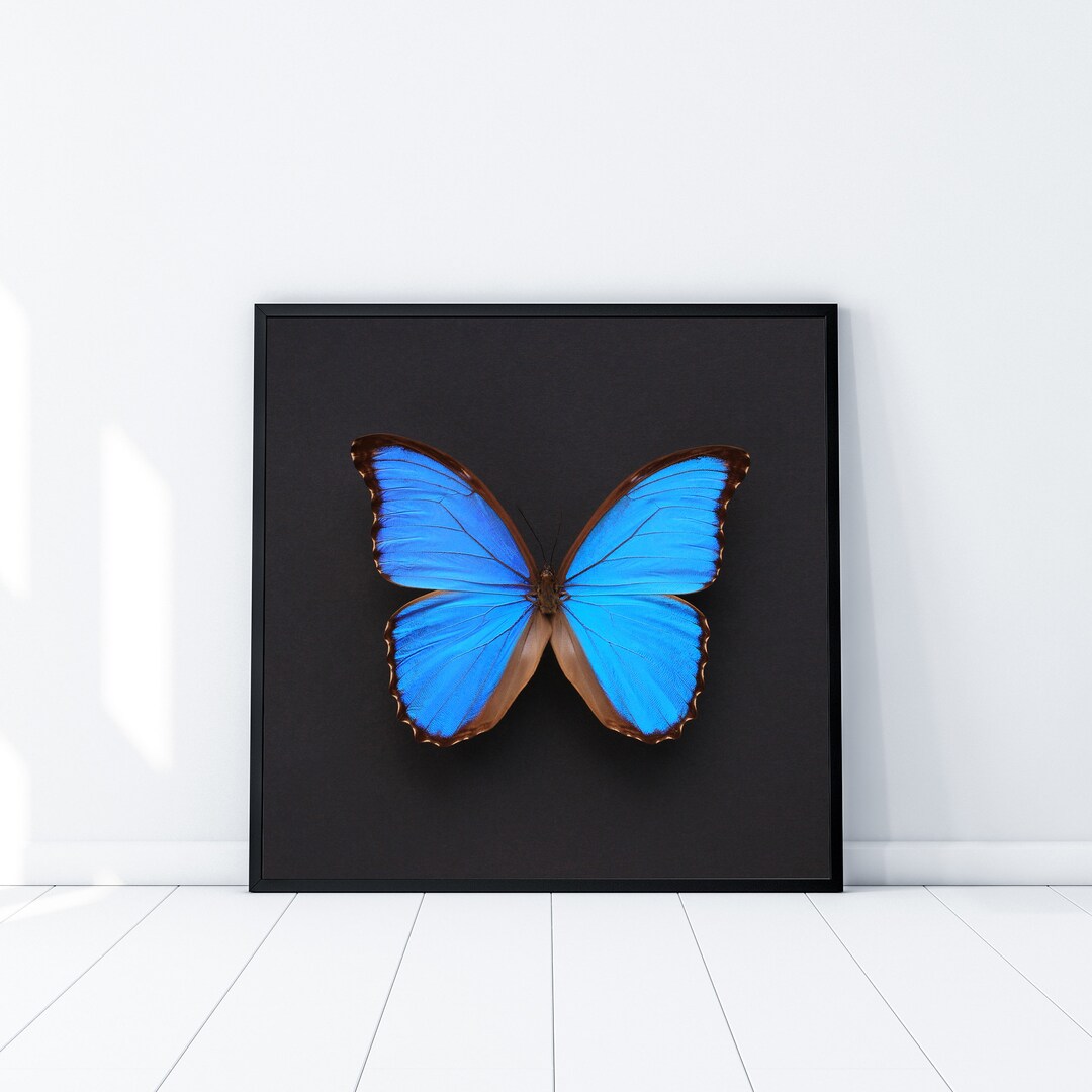 Blue Morpho Butterfly on Square Black/grey Background INSTANT - Etsy UK