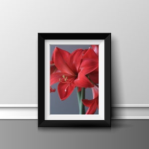 Red Amaryllis Flower on Grey Portrait &#39;INSTANT DOWNLOAD&#39;