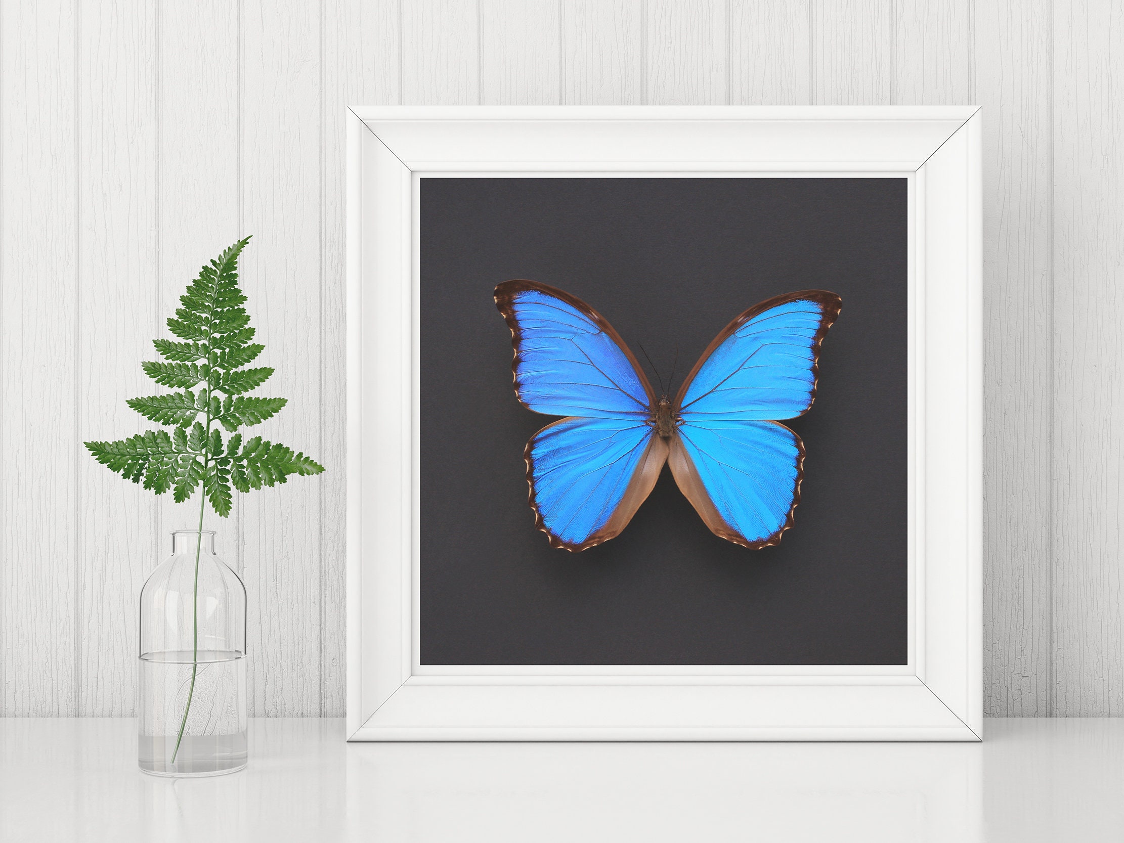 Blue Morpho Butterfly on Square Black/grey Background INSTANT - Etsy UK