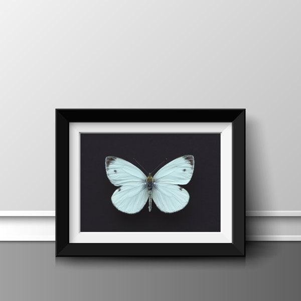 Green Veined White Butterfly on Black INSTANT DOWNLOAD