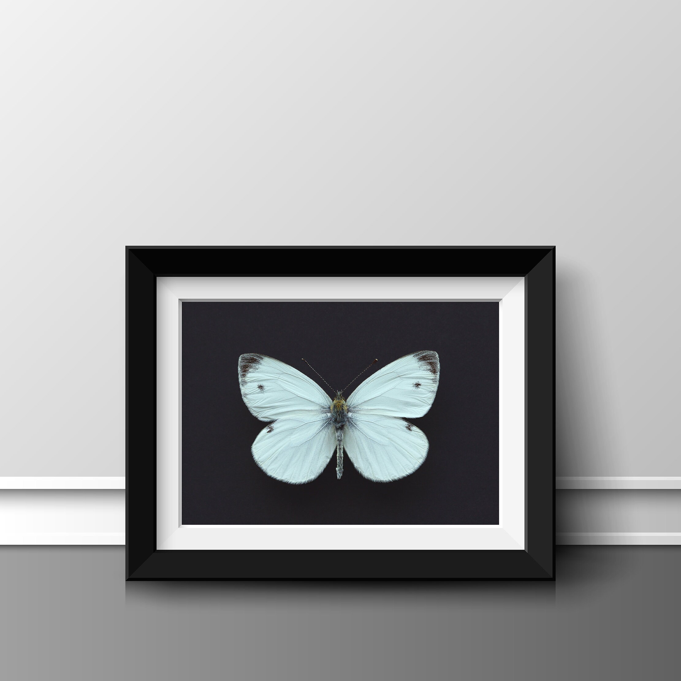 Three White Butterflies Canvas Print by Alyson Fennell