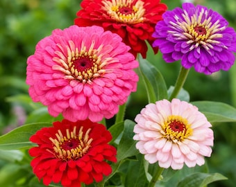 Sementes de Zínia de Cores Variadas, Flores Duplas "Chuva de Meteoros", Sementes para Jardim de Flores de Corte de 12,5 cm, Flores Anuais Não OGM