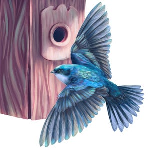 Riproduzione d'arte impressa sur papier fin - Les Hirondelles bicolores