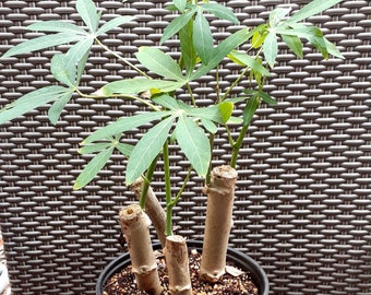 Cassava Manihot  one Rooted  plant –  sweet Jamaican Red -