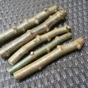 Cassava Manihot Esculenta 4 cuttings &quot; Sweet Jamaica Red&quot;   Organically Grown, FREE SHIPPING