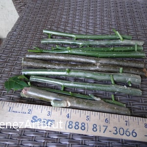 Chaya, “tree spinach (5) pcs fresh cuttings - Food Forest - Permaculture Gardening