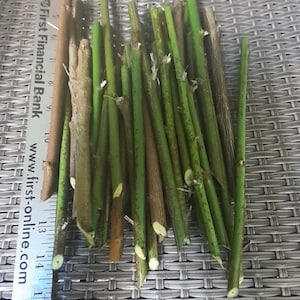 Katuk cuttings 5+/ Sauropus androgynus / Food Forest, Permaculture farming, Survival Gardening