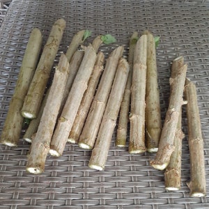 5 Mexican Sunflowers cuttings (Tithonia diversifolia) Permaculture, Green fertilizer N-P-K ratio: 1.76 - 0.82 - 3.92