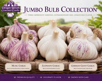 Jumbo Garlic Bulbs Collection Music, German Giant, Elephant - Hardneck Culinary or Seed
