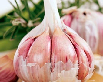 Inchelium Red Softneck Garlic Bulbs – Award-Winning Artichoke Variety