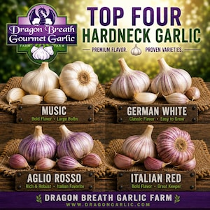 May include: A display of four hardneck garlic varieties labeled Music, German White, Aglio Rosso, and Italian Red. Each section features whole bulbs and cloves on burlap squares. The image includes the Dragon Breath Gourmet Garlic logo and text.