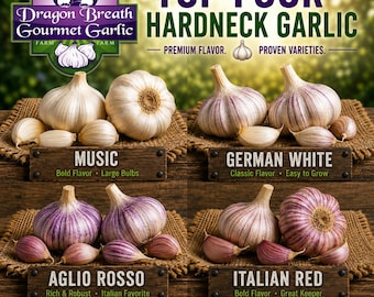 TOP 4 Hardneck Garlics - Get ALL 4 - Music, German White, Aglio Rosso, Italian Red