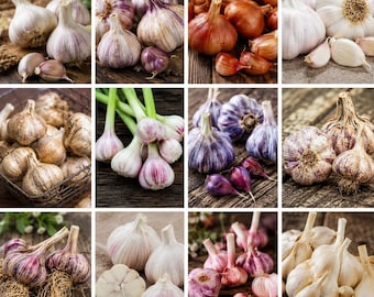 Heirloom Mixed Garlic Bulbs for Fall Seed Planting - Naturally Grown