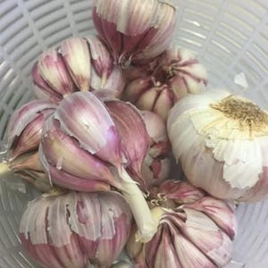 May include: A collection of whole garlic bulbs with papery white and purple-streaked skins resting inside a white plastic colander. The bulbs are clustered together, showing their rounded shapes and the textured layers of their outer skins.