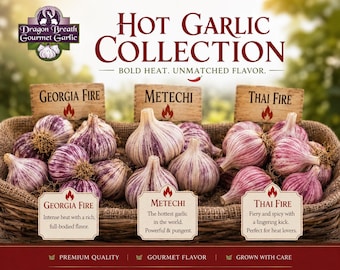 Hot Garlic Bulbs Collection Georgia Fire, Thai Fire, and Metechi - Hardneck Culinary or Seed