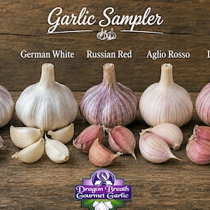 May include: A Garlic Sampler display featuring five distinct garlic bulb varieties labeled Music, German White, Russian Red, Aglio Rosso, and Italian Red. Each bulb is accompanied by loose cloves, showcasing white to purple-streaked skins.