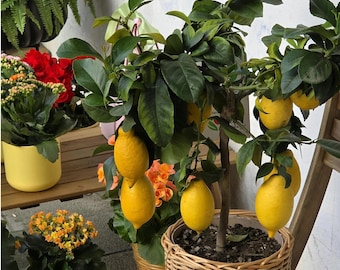 Meyer Lemon Citrus Bare Root Live Shrub, Heavy Fruiting Indoor Outdoor Patio Fruit Tree, Low Maintenance Edible Garden Plant
