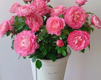 Rosa trepadora de raíz desnuda, rosa de jardín fragante