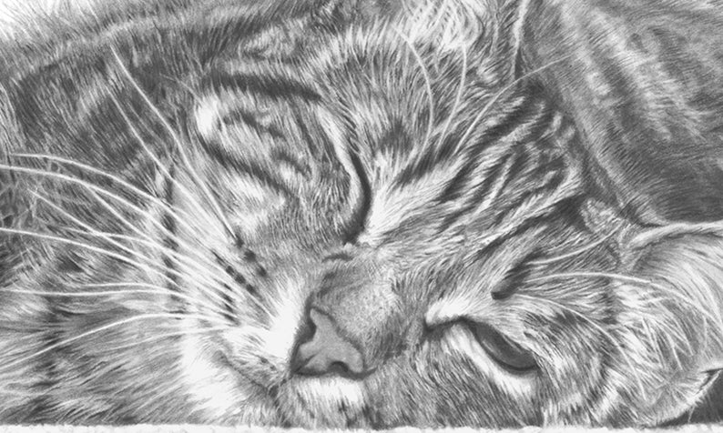 close up of a tabby cat pencil drawing wall art print