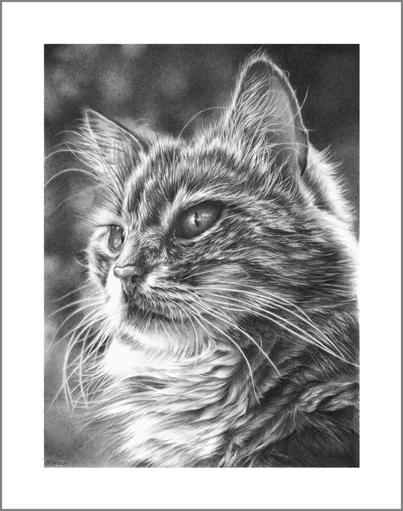 Maine Coon Cat Pencil Drawing Cat Picture Gift for Cat Etsy