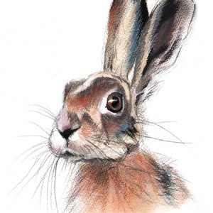 Hare Wildlife Art Print, Hare drawing, Sketch of a Hare, Colourful Hare, Hare Wall Art