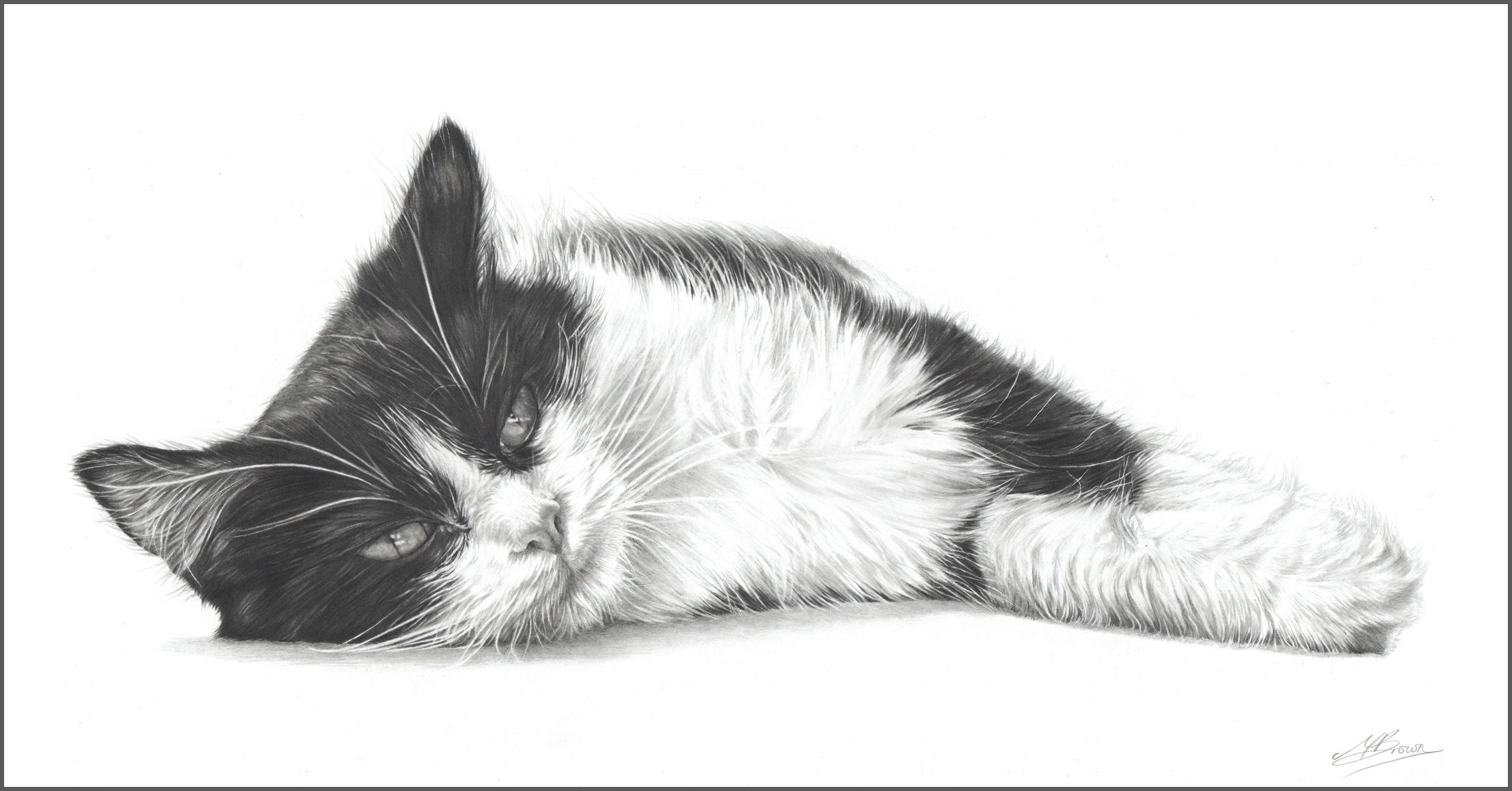 Tuxedo Cat Drawing
