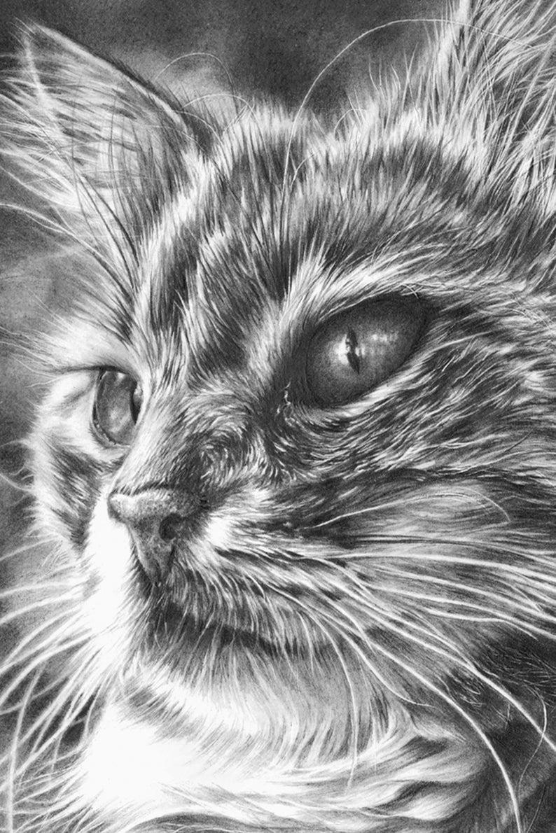 Maine Coon Cat Pencil Drawing Cat Picture Gift for Cat Etsy France