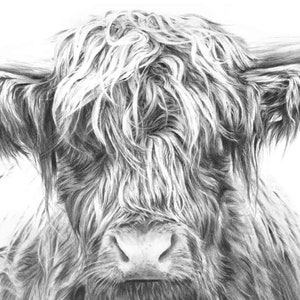 May include: A black and white pencil drawing of a Highland cow with long, shaggy hair. The cow is looking directly at the viewer with a soft expression.