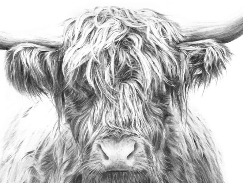 May include: A black and white pencil drawing of a Highland cow with long, shaggy hair. The cow is looking directly at the viewer with a soft expression.