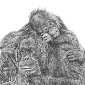 Orangutan Printable Art, Orangutan Drawing Digital Download, Wildlife Art