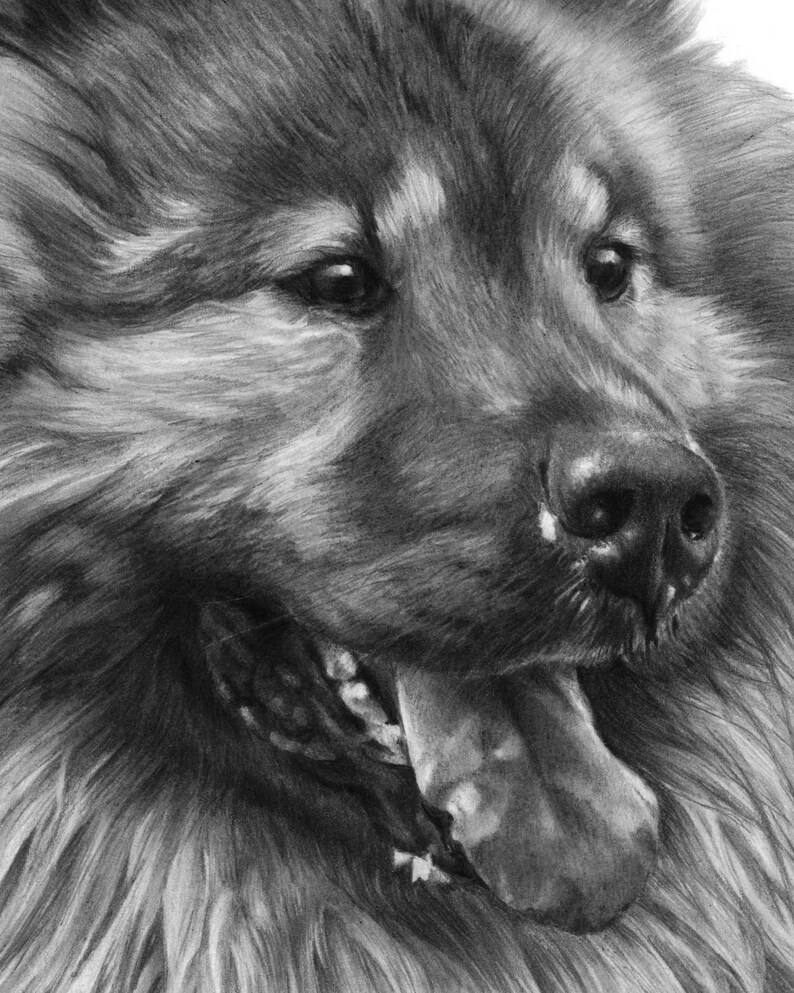 EURASIER DOG Art print Dog Art Drawing of a Eurasier dog Etsy