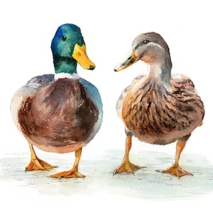 Mr and Mrs Mallard male and female ducks.